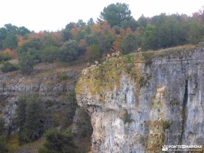 Cañones Río Lobos,Valderrueda;grupos senderismo madrid gente joven rutas para andar por madrid cap